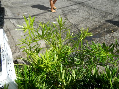 A las cuatro Podocarpus macrophyllus