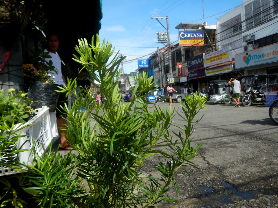 A las cuatro Podocarpus macrophyllus