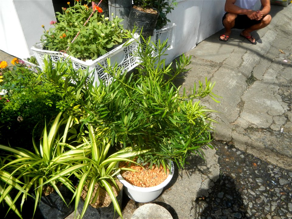 A las cuatro Podocarpus macrophyllus