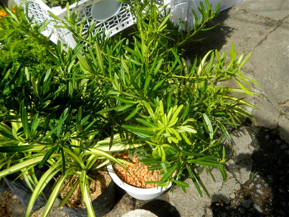 A las cuatro Podocarpus macrophyllus