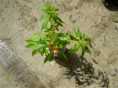 A las cuatro Podocarpus macrophyllus