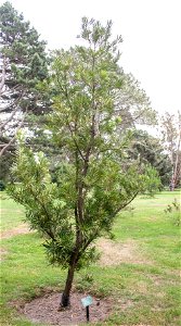 Podocarpus macrophyllus