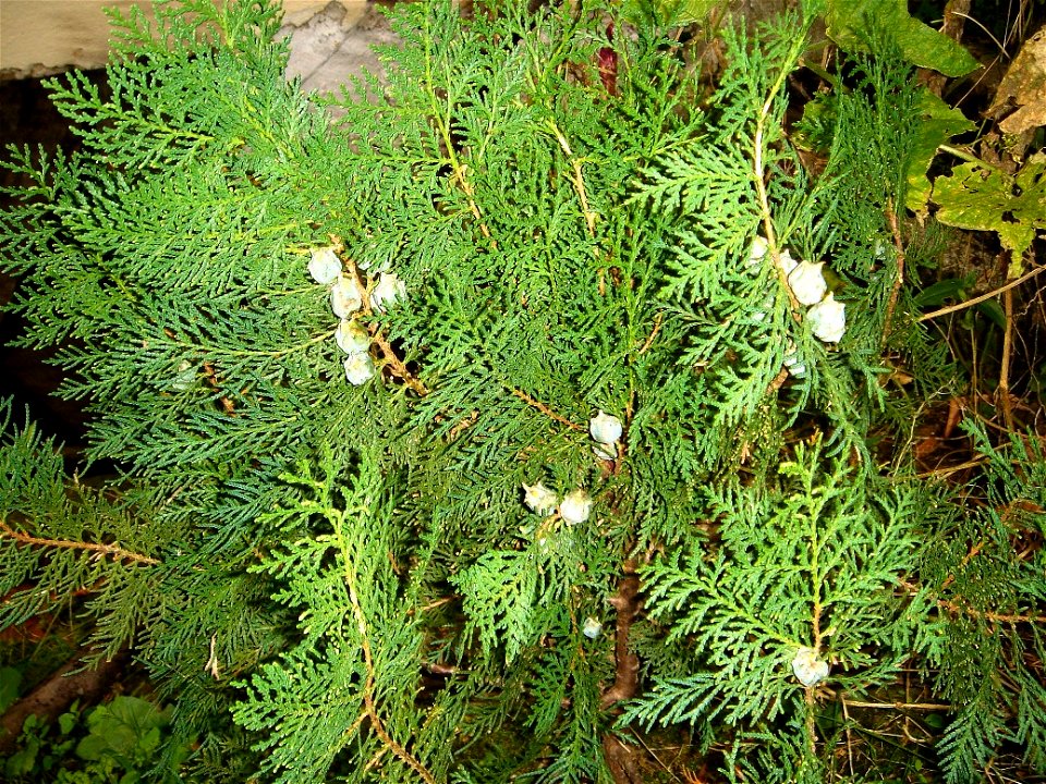 Platycladus orientalis