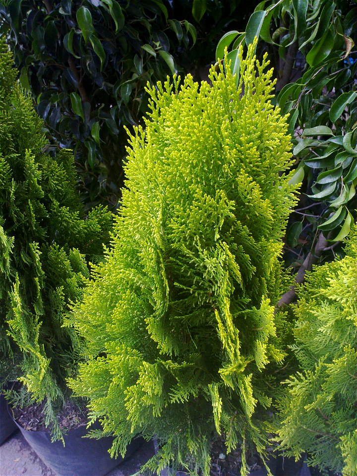 Platycladus orientalis yellow-foliage cultivar