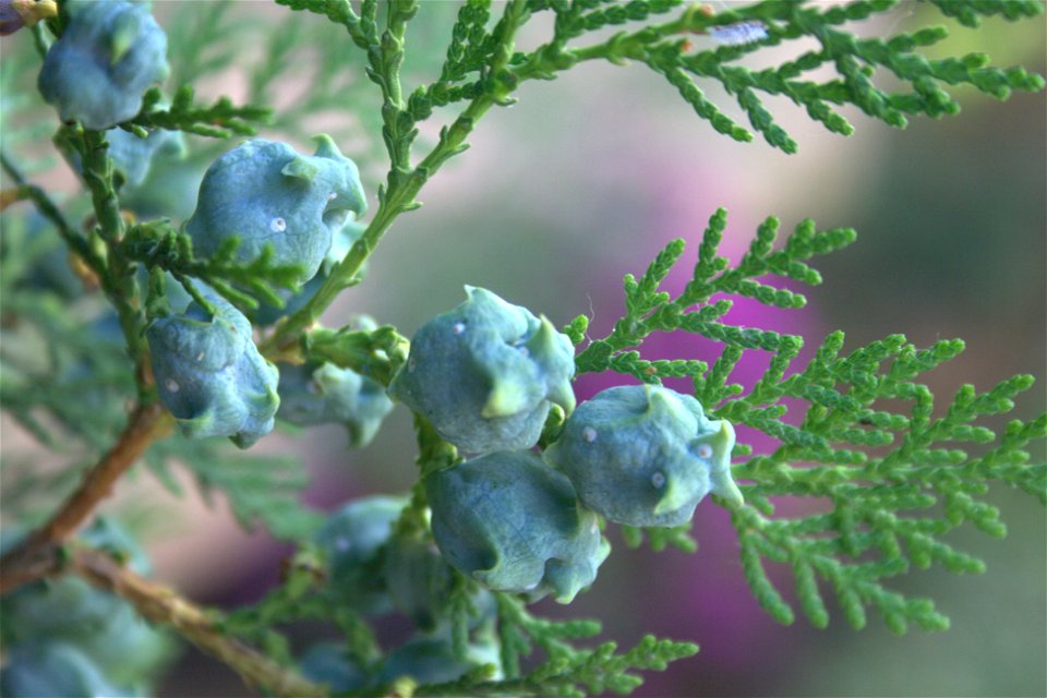 Platycladus orientalis immature cones