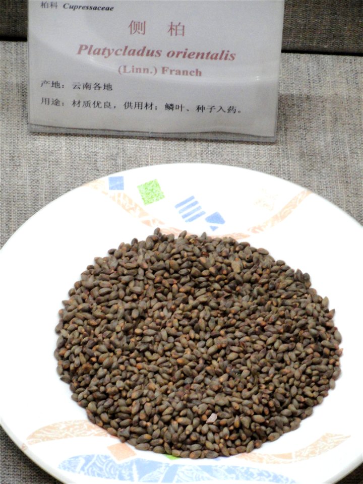 Seeds exhibited in the Kunming Botanical Garden, Kunming, Yunnan, China.