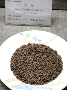 Seeds exhibited in the Kunming Botanical Garden, Kunming, Yunnan, China. photo