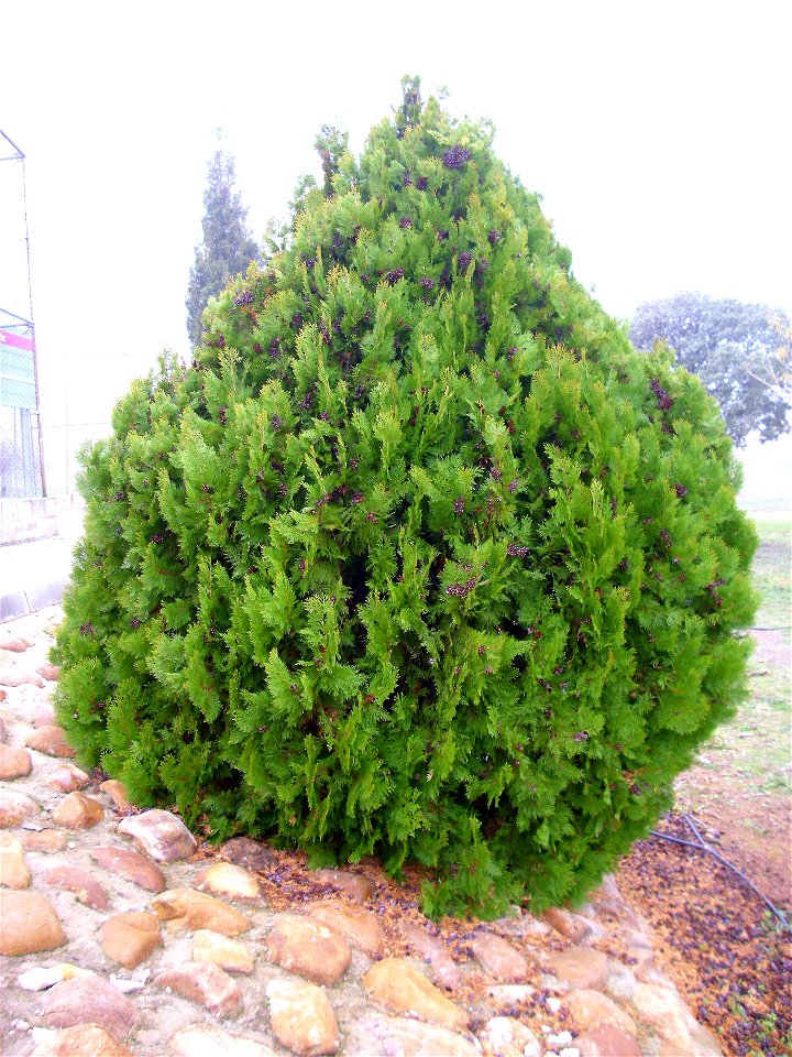 Platycladus orientalis habit, Dehesa Boyal de Puertollano, Spain