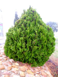 Platycladus orientalis habit, Dehesa Boyal de Puertollano, Spain