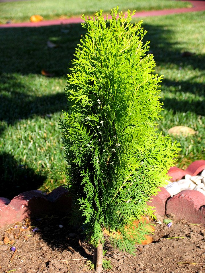 Young Platycladus orientalis cultivar
