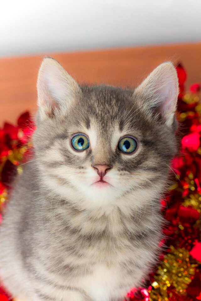 Cat small christmas decorations