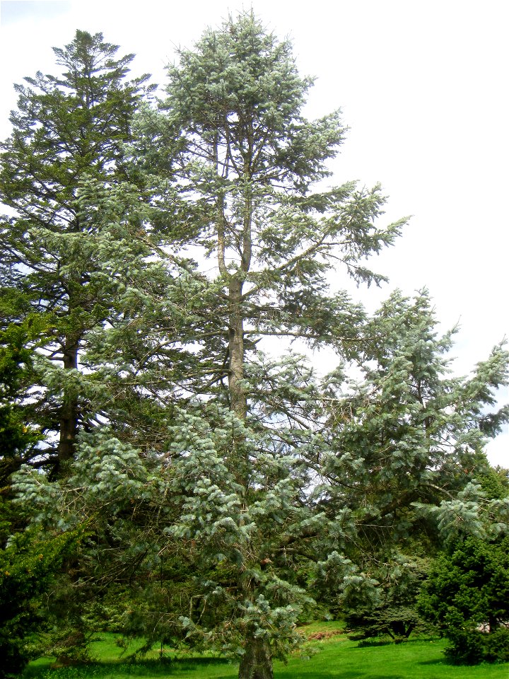 Abies concolor 'Violacea', Arnold Arboretum, Jamaica Plain, Boston, Massachusetts, USA.