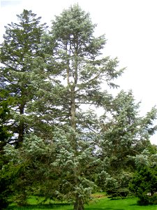 Abies concolor 'Violacea', Arnold Arboretum, Jamaica Plain, Boston, Massachusetts, USA.
