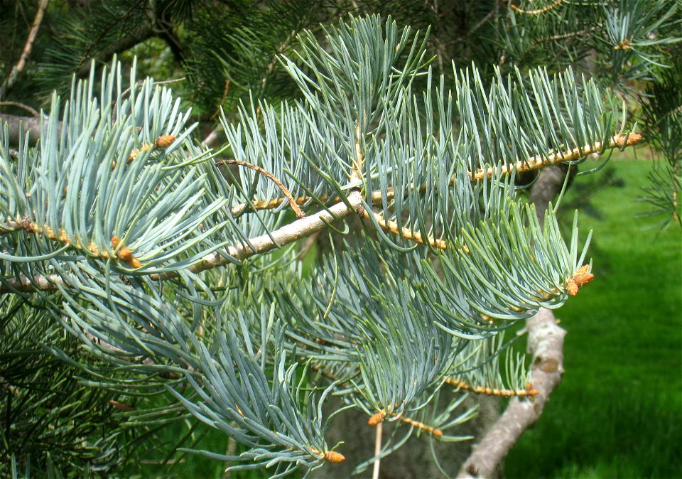 Abies concolor 'Violacea', Arnold Arboretum, Jamaica Plain, Boston, Massachusetts, USA.