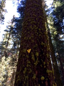 Moss growing on the bark of a Sierra Nevada White Fir Abies concolor subsp. lowiana tree. This picture was taken in Sequoia National Park, California. photo