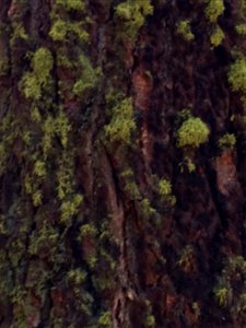 Moss on the bark of a tree in Sequoia National Park.