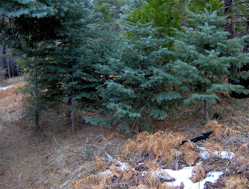 — White fir, young trees.
On Cuyamaca Peak of the Cuyamaca Mountains, San Diego County, California.
 

Taken January 28th, 2007 photo credit Tyler Finvold