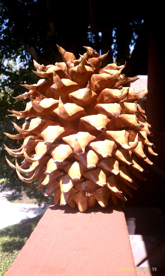 This is a pine-cone from the Angeles National Forest