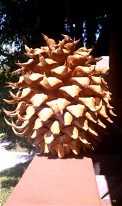 This is a pine-cone from the Angeles National Forest