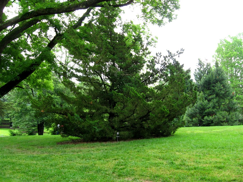 A picture of Juniperus chinensis shown in the center.