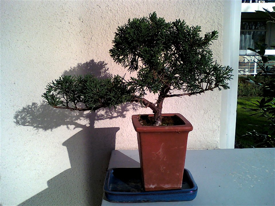Juniperus chinensis bonsai. Aged 8 years app. Bought 2 years ago. Dead 3 years later because kept indoor.