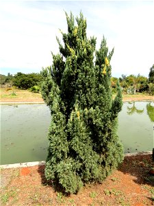 Juniperus chinensis 'Variegated Kaizuka' specimen in the Jardim Botânico de Brasília, Brasília, Brazil. photo