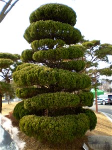 Juniperus chinensis in Miryang, Gyeongsangnam-do, South Korea.