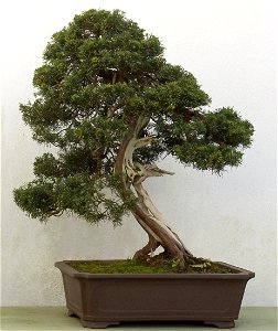 The Omiya Tree, a 250 year old Juniperus chinensis in the informal upright style, National Bonsai Collection, Birmingham Botanical Gardens & Glasshouses, UK