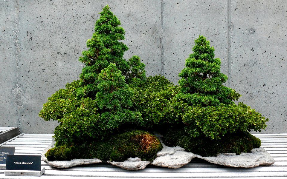 Bonsai display at the North Carolina Arboretum. Roan Mountain features Shimpaku Juniper (Juniperus chinensis sargentii) and Zakura Azalea (Rhododendron kiusianum zakura).Photo taken with a Panasonic L