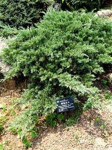 Juniperus chinensis (syn. Sabina chinensis). Plant specimen in the Kunming Botanical Garden, Kunming, Yunnan, China.