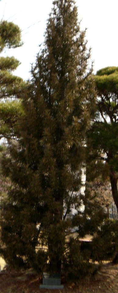 Sciadopitys verticillata in Miryang, Gyeongsangnam-do, South Korea.