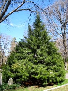 Sciadopitys verticillata, Mount Auburn Cemetery, Cambridge, Massachusetts, USA.