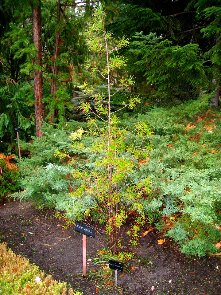 Sciadopitys verticillata - Royal Botanical Garden, Madrid, Spain. I took this photograph.