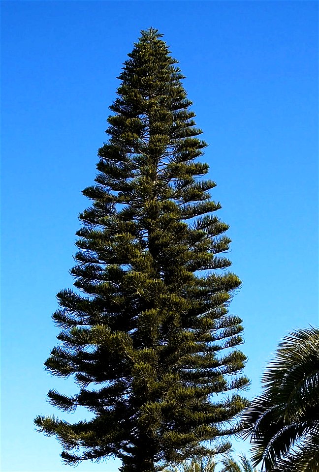 Araucaria columnaris, example specimen.