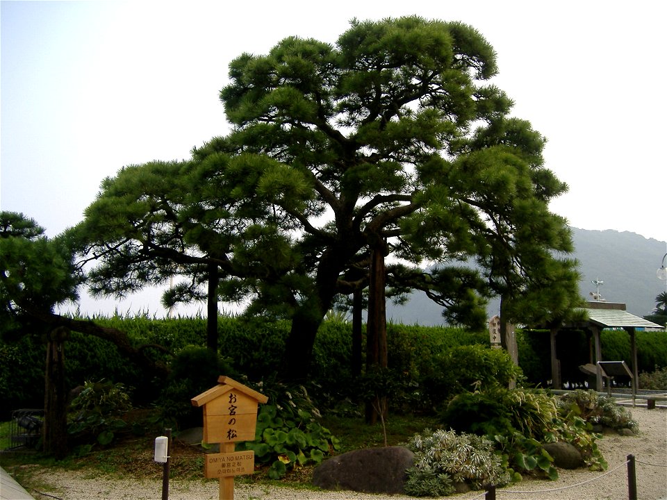Famous Pine Tree "Omiya-no-matsu" (Atami, Japan)