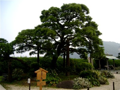 Famous Pine Tree "Omiya-no-matsu" (Atami, Japan)