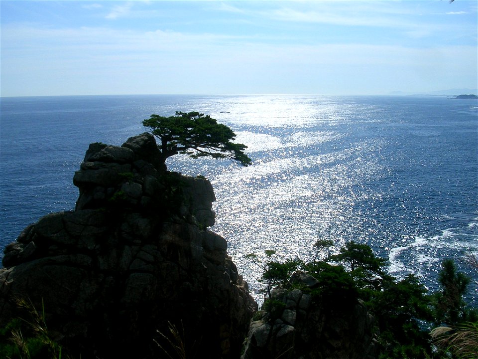 A Korean pine tree on a rocky cliff in the ocean.