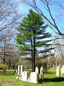 Pinus sp. P. cembra, Mount Auburn Cemetery, Cambridge, Massachusetts, USA.