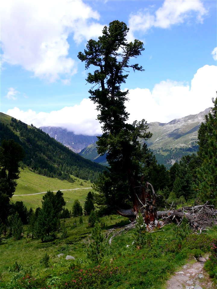 Arve im Tamangur