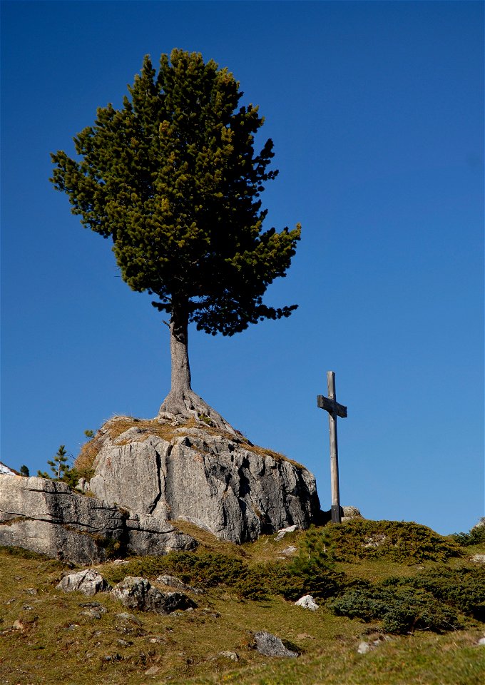 Zirbe (Pinus cembra) auf einem Karbonatfelsen des Tarntaler Mesozoikums bei der Gedenkstätte in der Wattentaler Lizum