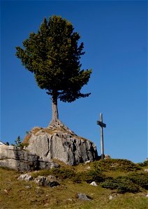 Zirbe (Pinus cembra) auf einem Karbonatfelsen des Tarntaler Mesozoikums bei der Gedenkstätte in der Wattentaler Lizum