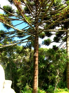 Araucaria angustifolia 01