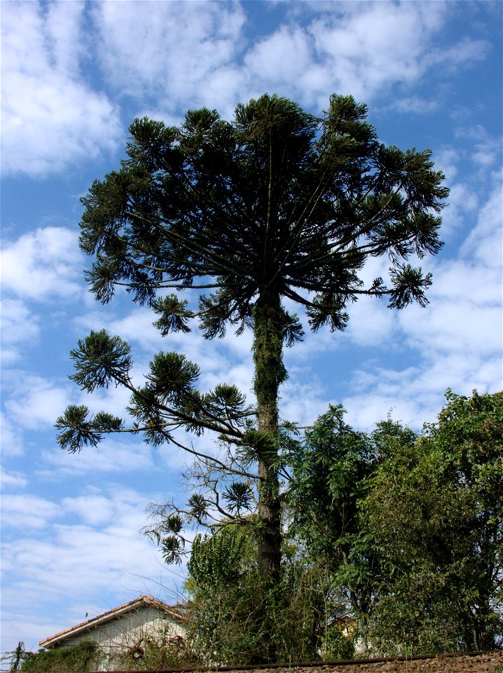 Exemplar adulto de Pinheiro do Paraná (Araucaria angustifolia). Bairro de Barreirinha, Curitiba, Brasil.
Español:  Ejemplar adulto de Araucaria angustifolia (Araucariaceae). Barrio de Barreirinha,