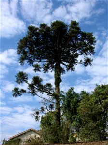 Exemplar adulto de Pinheiro do Paraná (Araucaria angustifolia). Bairro de Barreirinha, Curitiba, Brasil.
Español:  Ejemplar adulto de Araucaria angustifolia (Araucariaceae). Barrio de Barreirinha,