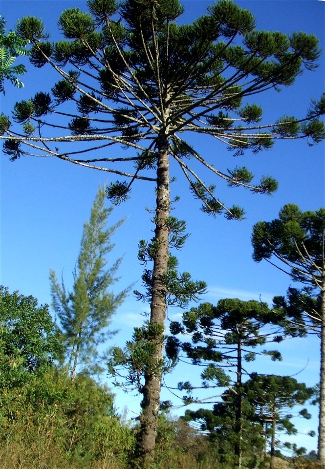 Foto de um espécime de Pinheiro do Paraná - Araucaria angustifolia tirada no município de Maria da Fé - Brasil