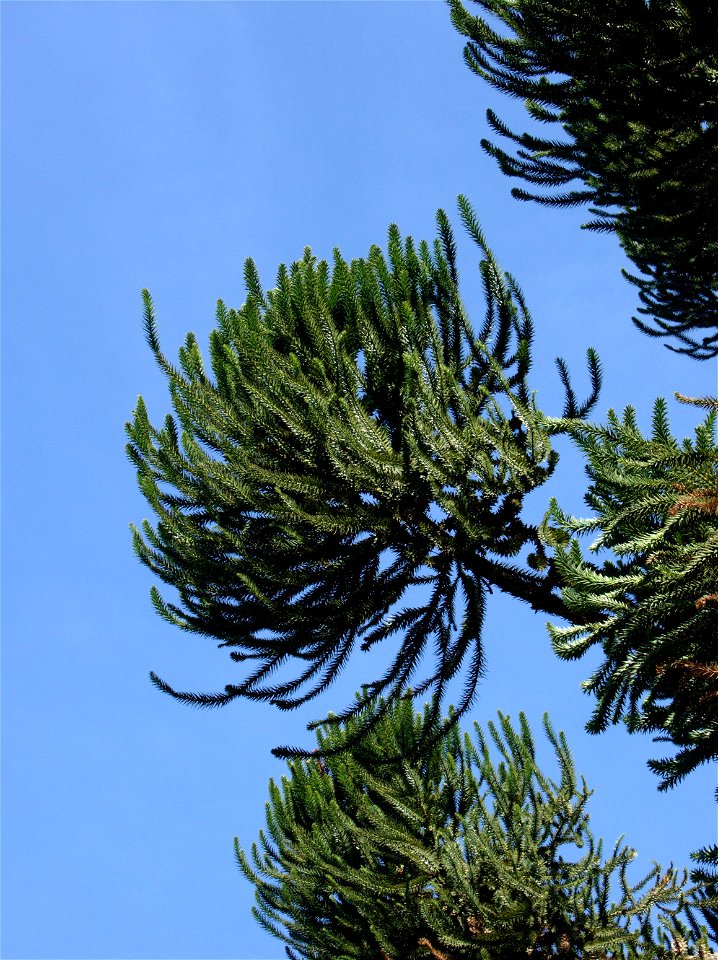 Terminación de una rama de Araucaria angustifolia (Araucariaceae). Parque São Lourenço, Curitiba, Brasil.