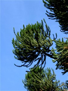 Terminación de una rama de Araucaria angustifolia (Araucariaceae). Parque São Lourenço, Curitiba, Brasil.