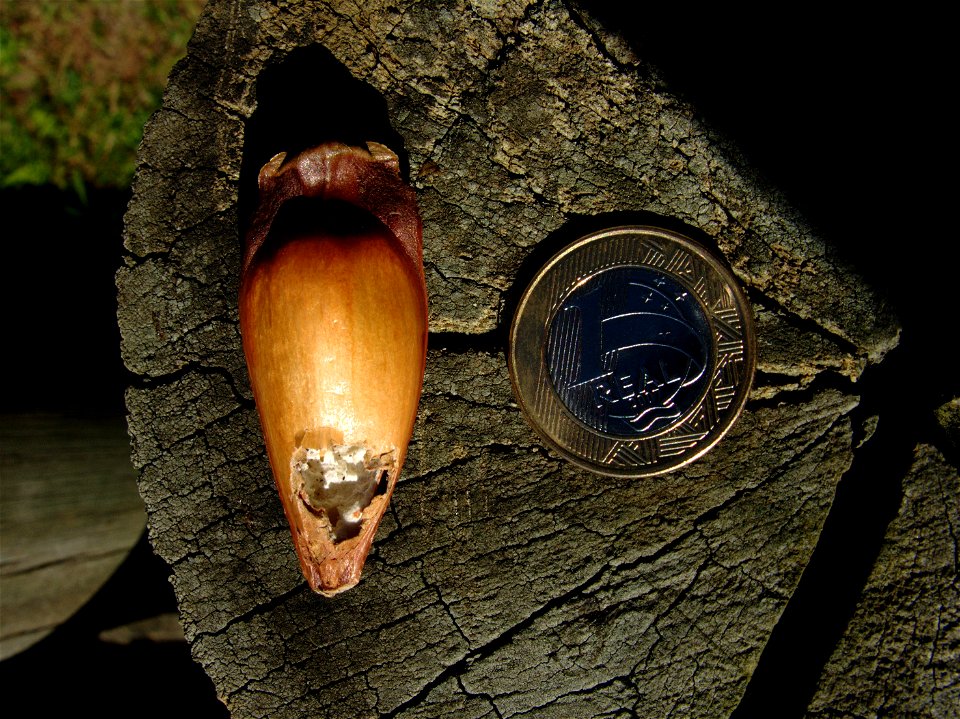 Piñón de Araucaria angustifolia (Araucariaceae). Curitiba, Brasil.