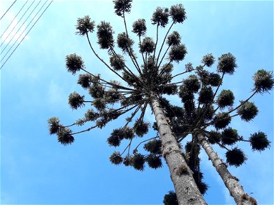 A Araucaria angustifolia. Capivari, Campos do Jordão, São Paulo, Brazil. photo