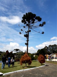 A Araucaria angustifolia, in Jardim Elizabete, Campos do Jordão, São Paulo, Brazil. photo